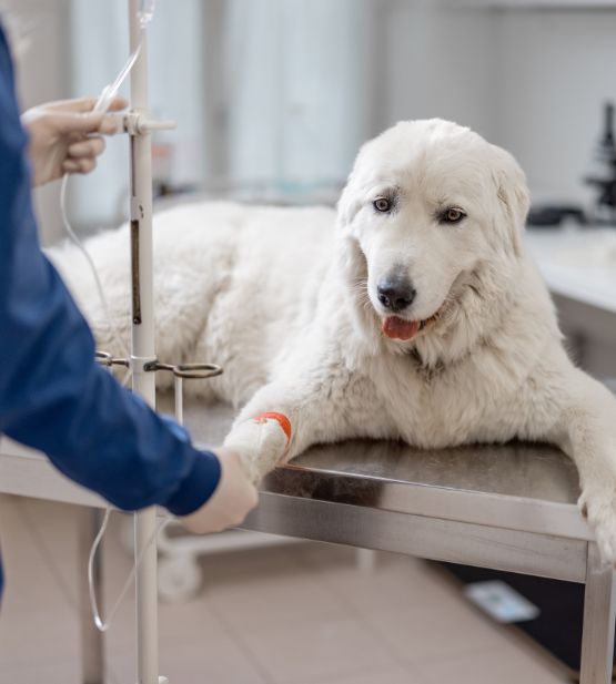 Quimioterapia em caes e gatos boituva