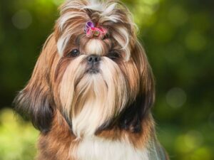 shih-tzu