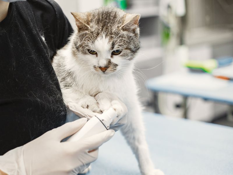 linfoma-em-gatos