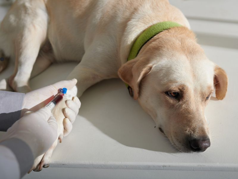 Qual exame de sangue detecta câncer em cachorro?