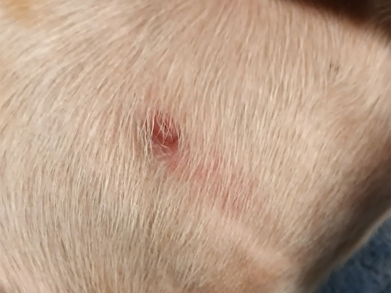 Hemangiossarcoma em cães: sinais, diagnóstico e cuidados necessários