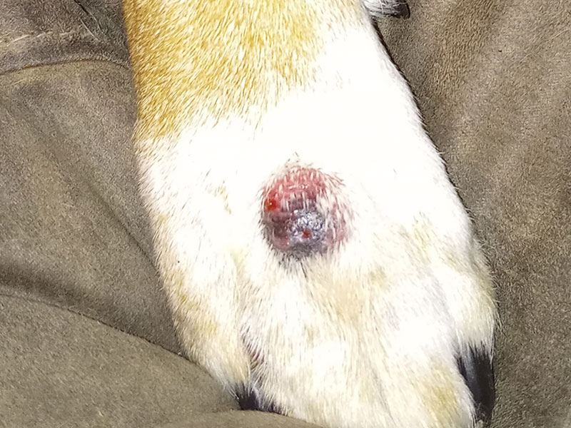 tumor-na-pata