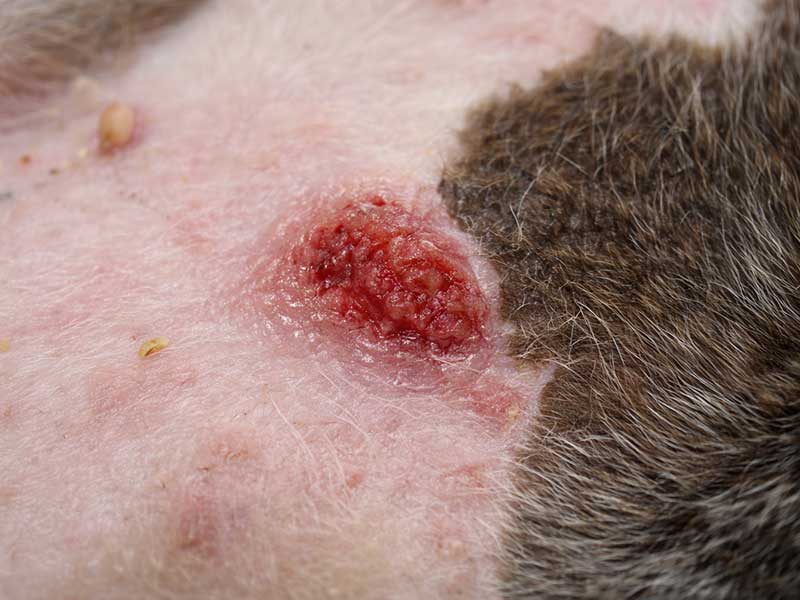 Câncer de pele em cachorro