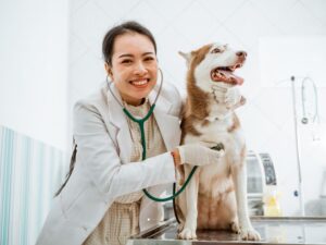 Exames Cardiológicos Veterinários