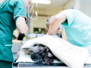 Esplenectomia em Cães em Conteúdo Sobre Esplenectomia em Cães: Quando A Retirada do Baço É Indicada?