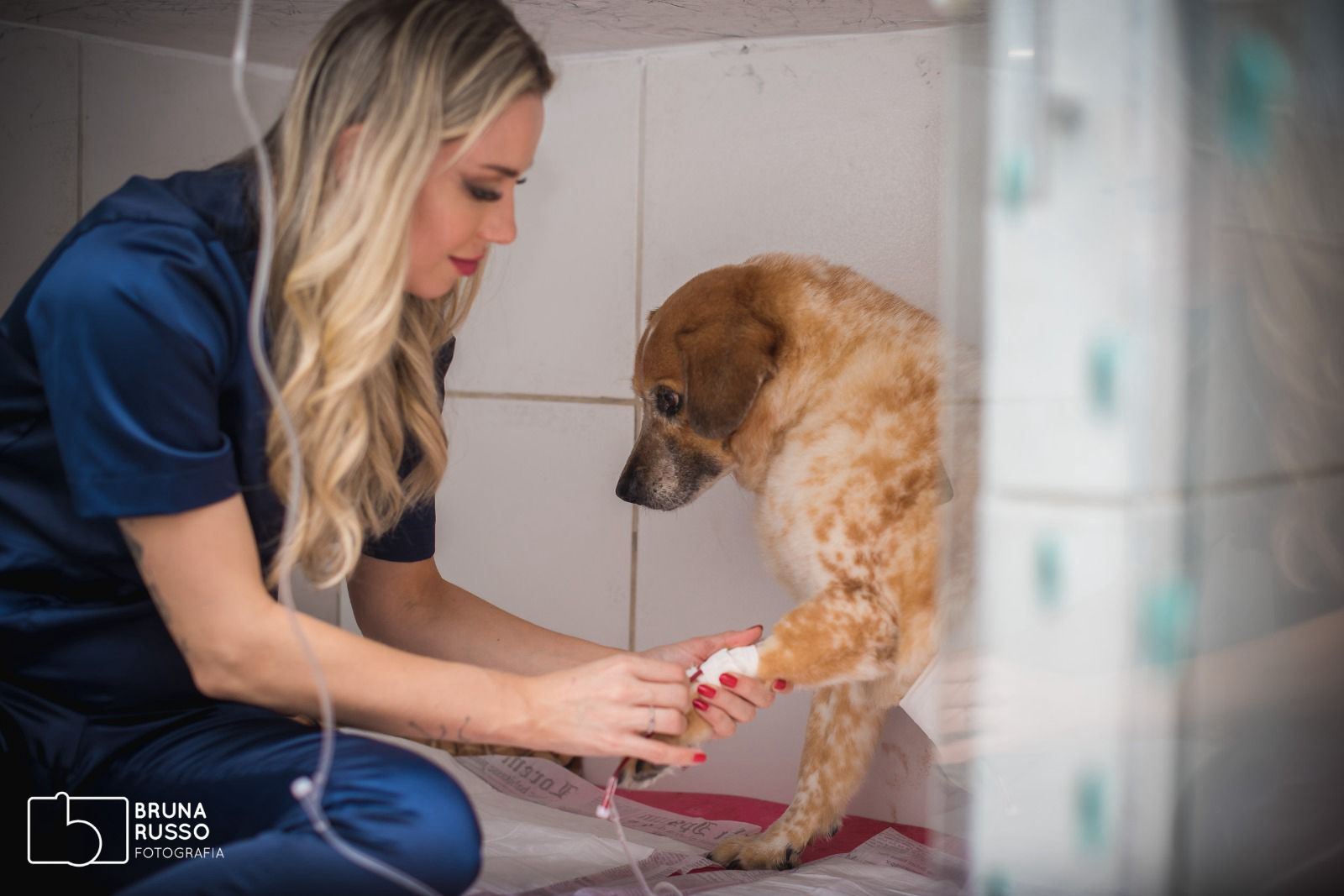 Oncologia Veterinária em Sorocaba: Tratamentos avançados e cuidados especializados