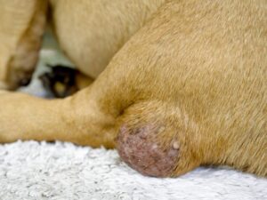Tumor em cachorro: quais são os primeiros sintomas