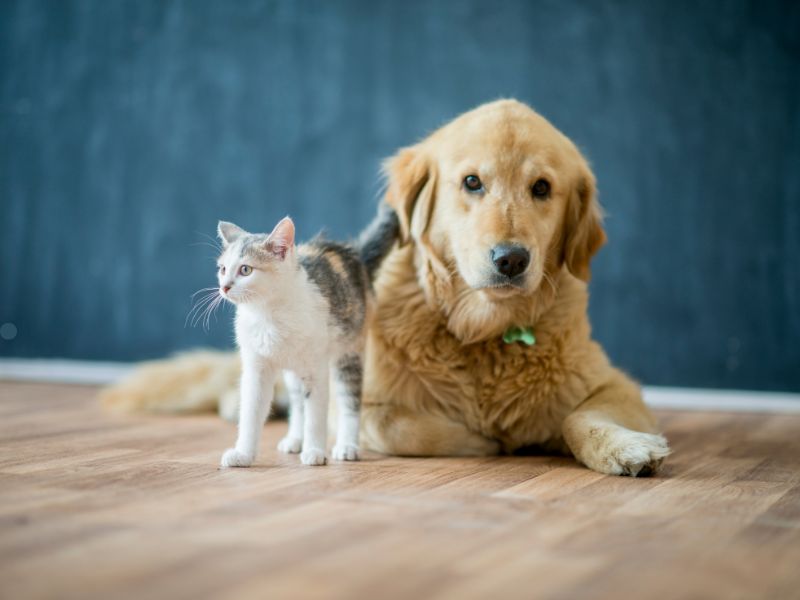 5 dúvidas sobre o câncer em pets